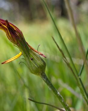 Fotografia 6 da espécie Scorzonera humilis no Jardim Botânico UTAD