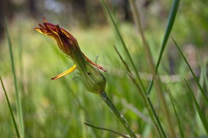 Fotografia da espécie Scorzonera humilis