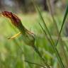 Fotografia 6 da espécie Scorzonera humilis do Jardim Botânico UTAD