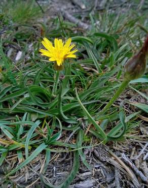 Fotografia 8 da espécie Scorzonera humilis no Jardim Botânico UTAD