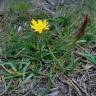Fotografia 8 da espécie Scorzonera humilis do Jardim Botânico UTAD