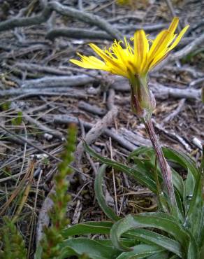 Fotografia 9 da espécie Scorzonera humilis no Jardim Botânico UTAD