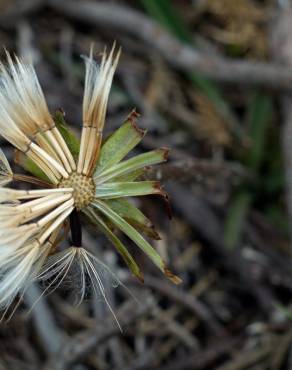 Fotografia 10 da espécie Scorzonera humilis no Jardim Botânico UTAD