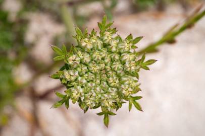 Fotografia da espécie Daucus carota subesp. gummifer