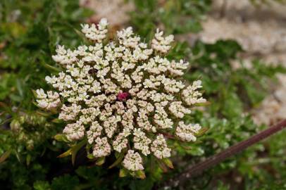 Fotografia da espécie Daucus carota subesp. gummifer