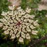 Fotografia 1 da espécie Daucus carota subesp. gummifer do Jardim Botânico UTAD