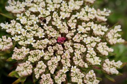 Fotografia da espécie Daucus carota subesp. gummifer