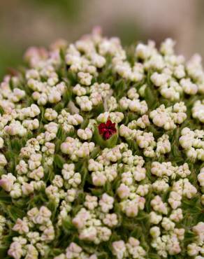 Fotografia 5 da espécie Daucus carota subesp. gummifer no Jardim Botânico UTAD