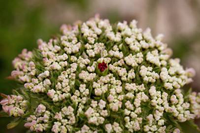 Fotografia da espécie Daucus carota subesp. gummifer