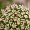 Fotografia 5 da espécie Daucus carota subesp. gummifer do Jardim Botânico UTAD