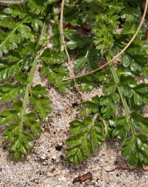 Fotografia 8 da espécie Daucus carota subesp. gummifer no Jardim Botânico UTAD