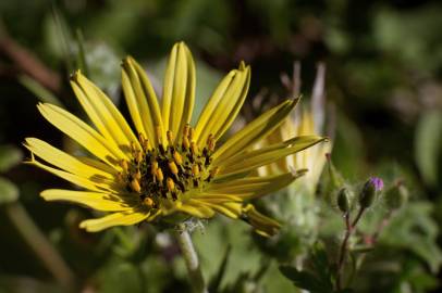 Fotografia da espécie Arctotheca calendula