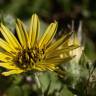 Fotografia 13 da espécie Arctotheca calendula do Jardim Botânico UTAD