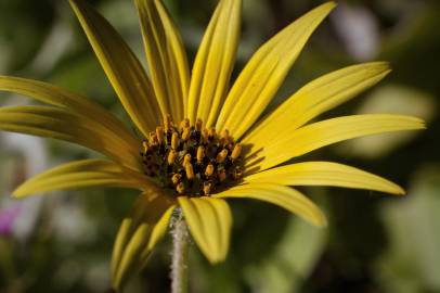 Fotografia da espécie Arctotheca calendula