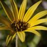 Fotografia 14 da espécie Arctotheca calendula do Jardim Botânico UTAD