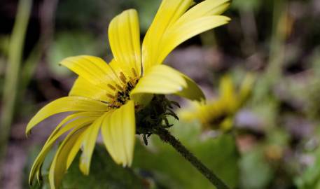 Fotografia da espécie Arctotheca calendula