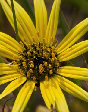 Fotografia 16 da espécie Arctotheca calendula no Jardim Botânico UTAD