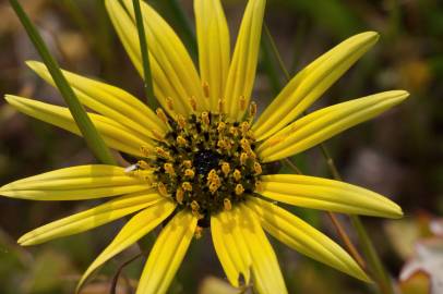 Fotografia da espécie Arctotheca calendula