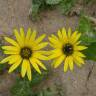 Fotografia 19 da espécie Arctotheca calendula do Jardim Botânico UTAD