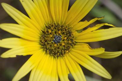 Fotografia da espécie Arctotheca calendula