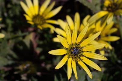 Fotografia da espécie Arctotheca calendula