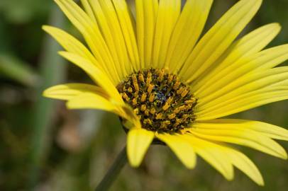 Fotografia da espécie Arctotheca calendula