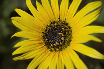 Fotografia da espécie Arctotheca calendula