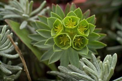 Fotografia da espécie Euphorbia portlandica