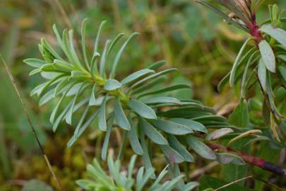 Fotografia da espécie Euphorbia portlandica