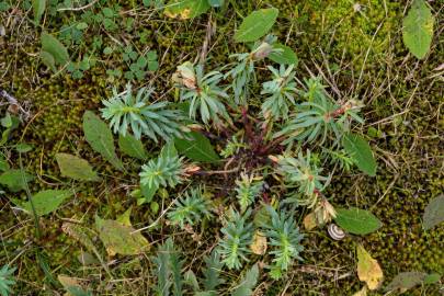 Fotografia da espécie Euphorbia portlandica