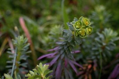 Fotografia da espécie Euphorbia portlandica