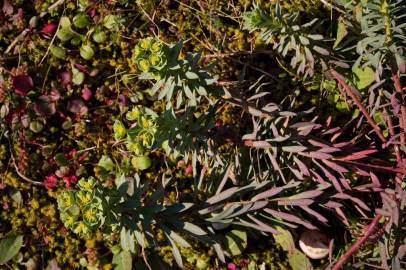 Fotografia da espécie Euphorbia portlandica