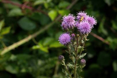 Fotografia da espécie Cirsium arvense