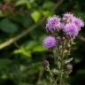 Fotografia 11 da espécie Cirsium arvense do Jardim Botânico UTAD