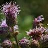 Fotografia 12 da espécie Cirsium arvense do Jardim Botânico UTAD