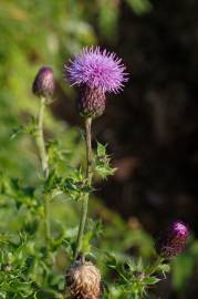 Fotografia da espécie Cirsium arvense