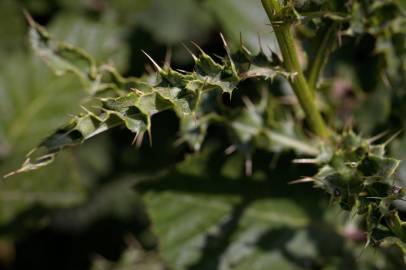 Fotografia da espécie Cirsium arvense