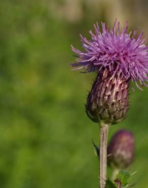 Fotografia 15 da espécie Cirsium arvense no Jardim Botânico UTAD