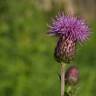 Fotografia 15 da espécie Cirsium arvense do Jardim Botânico UTAD