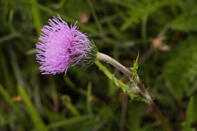 Fotografia da espécie Cirsium arvense