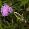 Fotografia 17 da espécie Cirsium arvense do Jardim Botânico UTAD