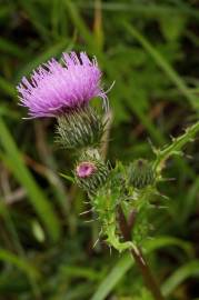 Fotografia da espécie Cirsium arvense