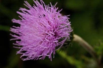 Fotografia da espécie Cirsium arvense