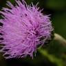 Fotografia 19 da espécie Cirsium arvense do Jardim Botânico UTAD