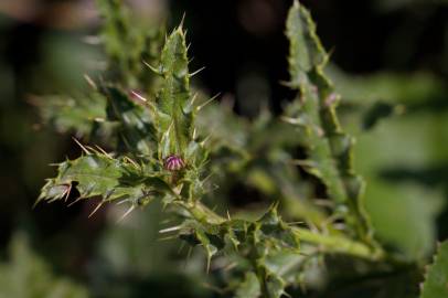 Fotografia da espécie Cirsium arvense