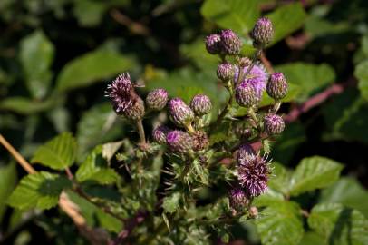 Fotografia da espécie Cirsium arvense