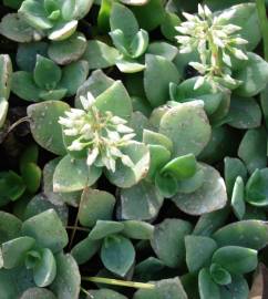 Fotografia da espécie Crassula lactea
