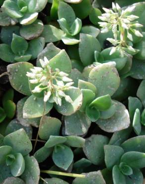 Fotografia 5 da espécie Crassula lactea no Jardim Botânico UTAD
