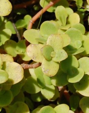 Fotografia 6 da espécie Crassula lactea no Jardim Botânico UTAD