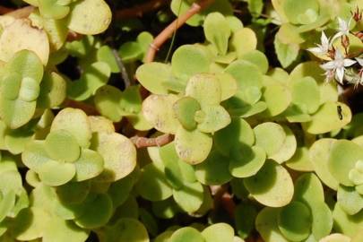 Fotografia da espécie Crassula lactea